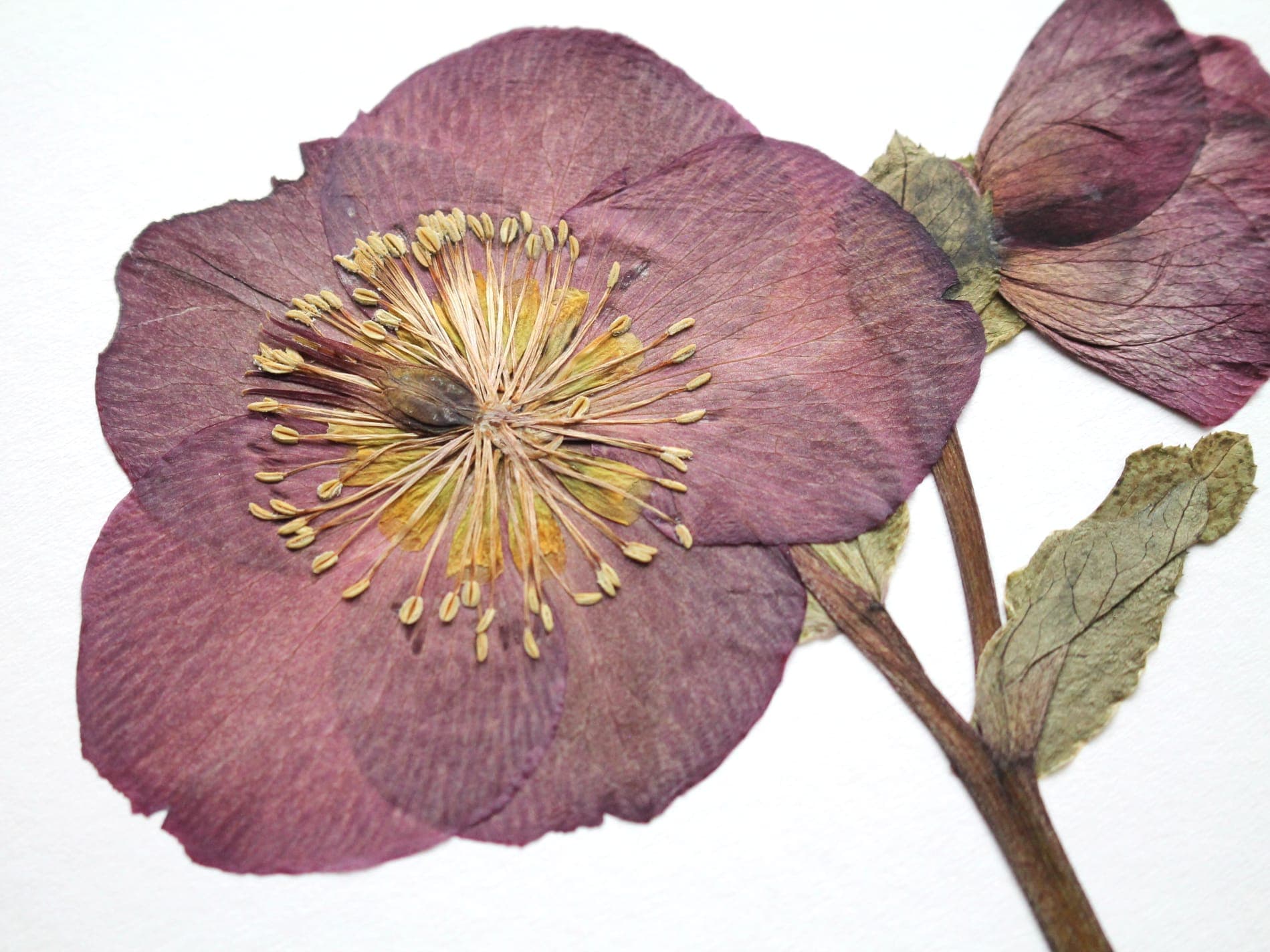Pressed floral artwork styled on a tabletop