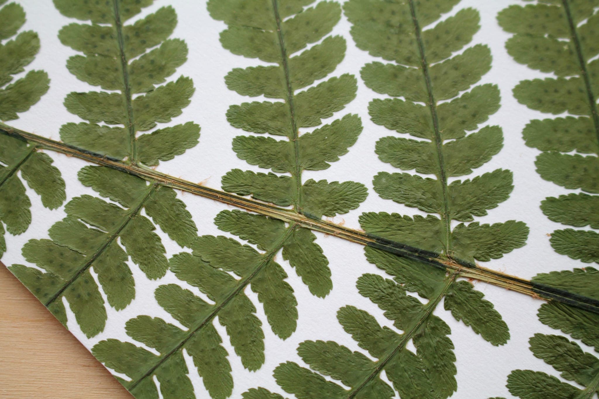 Botanical materials and stationery on a desk